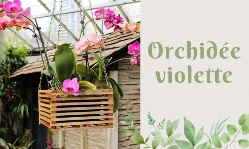 Orchidée violette