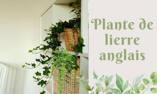 Plante de lierre anglais