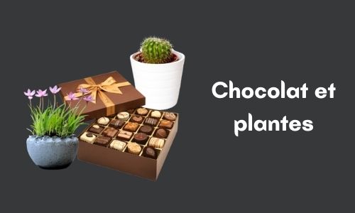 Chocolat et plantes