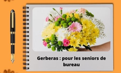 Gerberas : pour les seniors de bureau