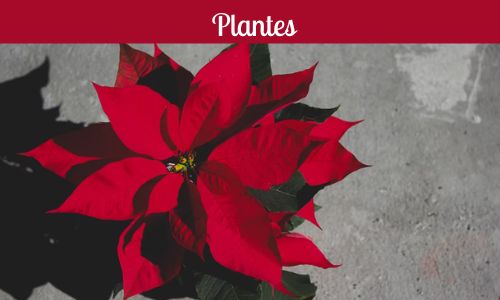 Plantes