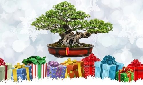 Créez un souvenir avec une plante d'intérieur