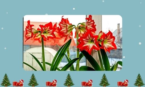 Amaryllis