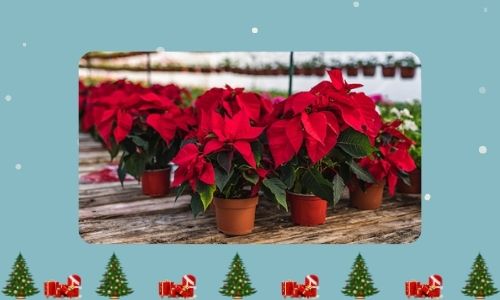 Poinsettias