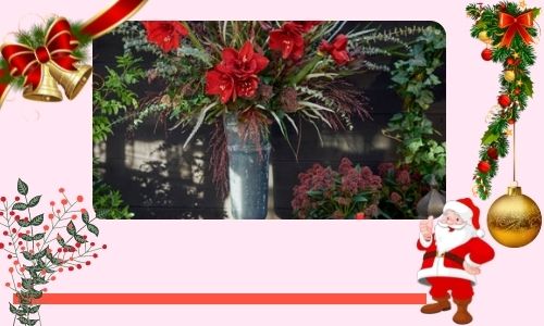 Fleur qui fleurit à Noël