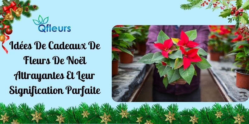 Idées De Cadeaux De Fleurs De Noël Attrayantes Et Leur Signification Parfaite