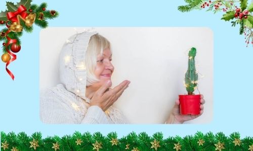 Cactus de Noël