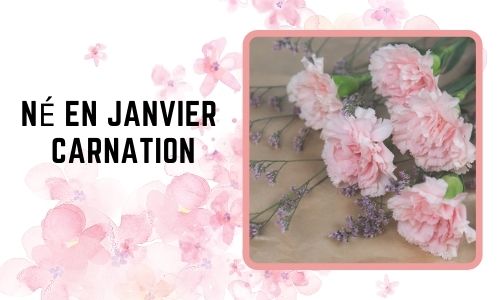 Né en janvier: Carnation