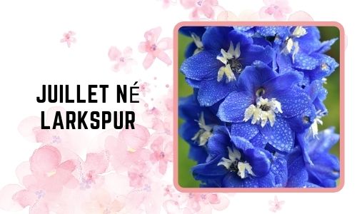 Juillet né: Larkspur