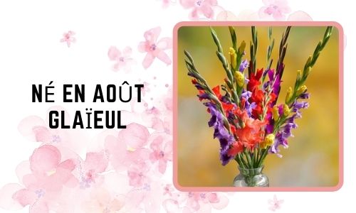 Né en août: Glaïeul