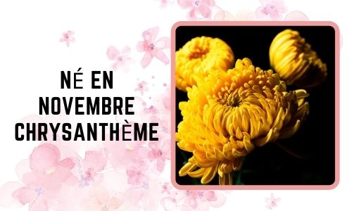 Né en novembre: Chrysanthème