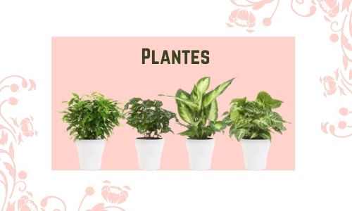 Plantes