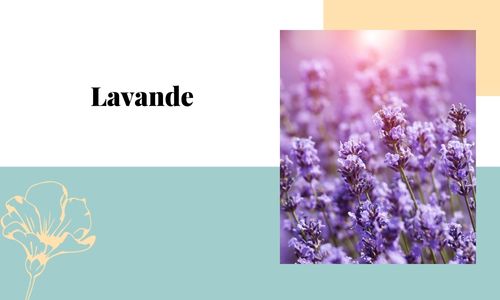 Lavande