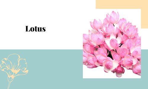 Lotus