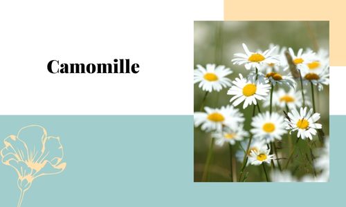 Camomille