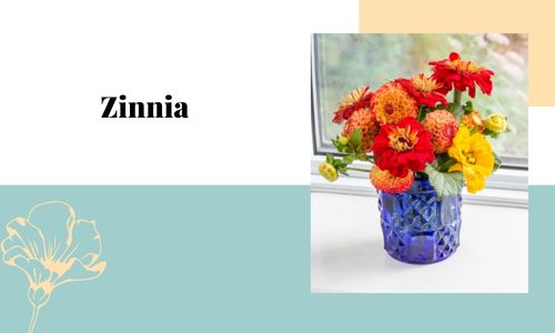 Zinnia