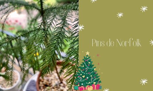 Pins de Norfolk