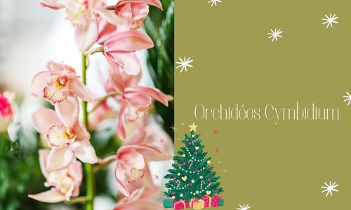 Orchid&eacute;es Cymbidium