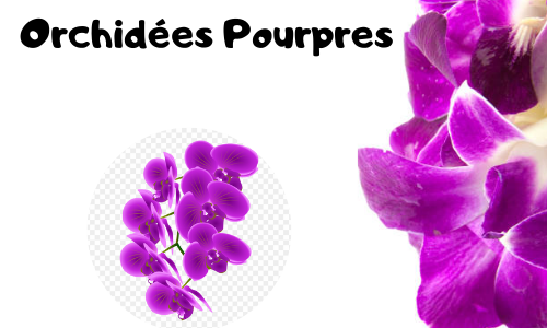 Orchidées Pourpres