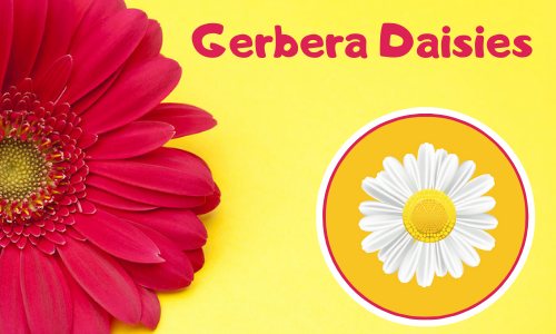 Gerbera Daisies