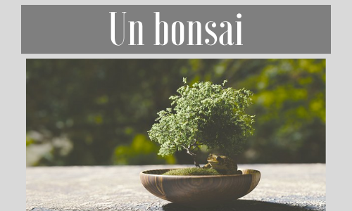 Un bonsai