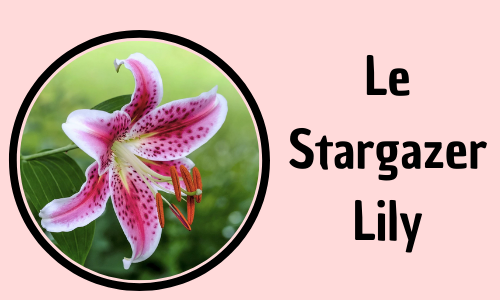 Le Stargazer Lily