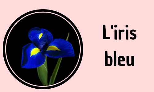 L'iris bleu
