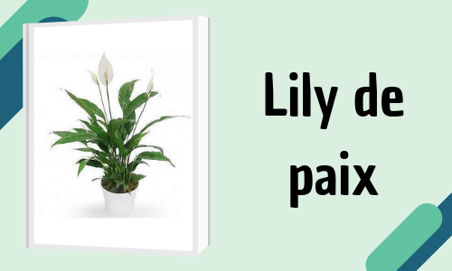 Lily de paix