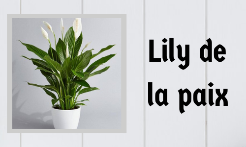 Lily de la paix