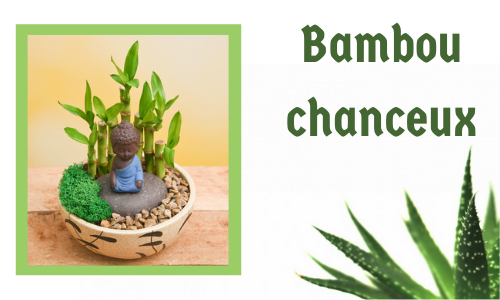 Bambou chanceux