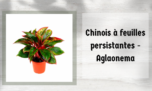 Chinois à feuilles persistantes - Aglaonema