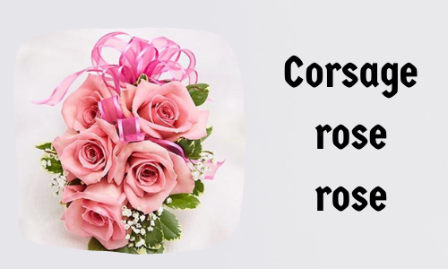 Corsage rose rose