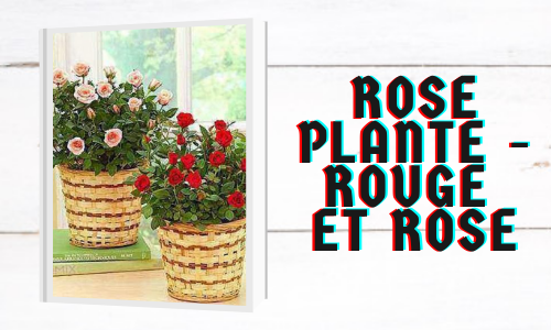 Rose plante - rouge et rose