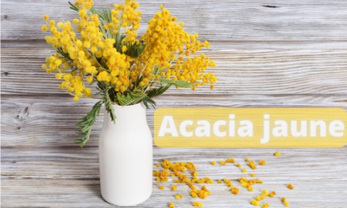 Acacia jaune