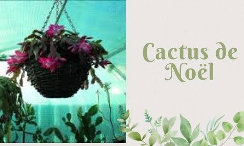 Cactus de Noël