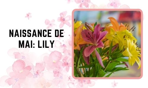 Naissance de mai: Lily