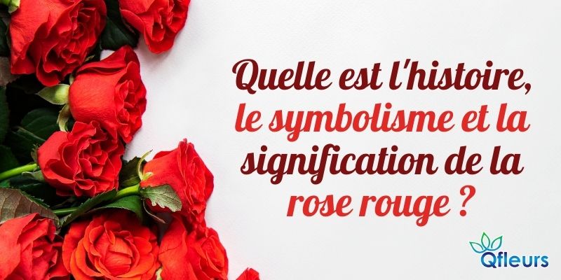 Quelle est l'histoire, le symbolisme et la signification de la rose rouge ?